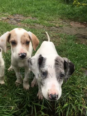1-3 months Male Purebred Great Dane