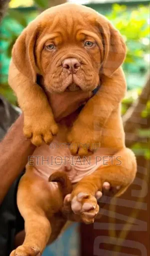 1-3 months Male Purebred Mastiff