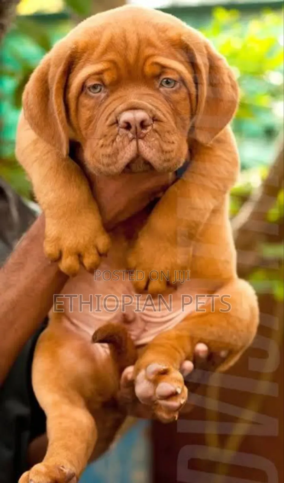 1-3 months Male Purebred Mastiff