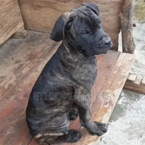 1-3 months Male Purebred Boerboel