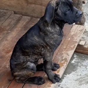1-3 months Male Purebred Boerboel
