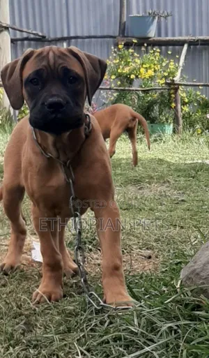 1-3 months Male Purebred Bullmastiff