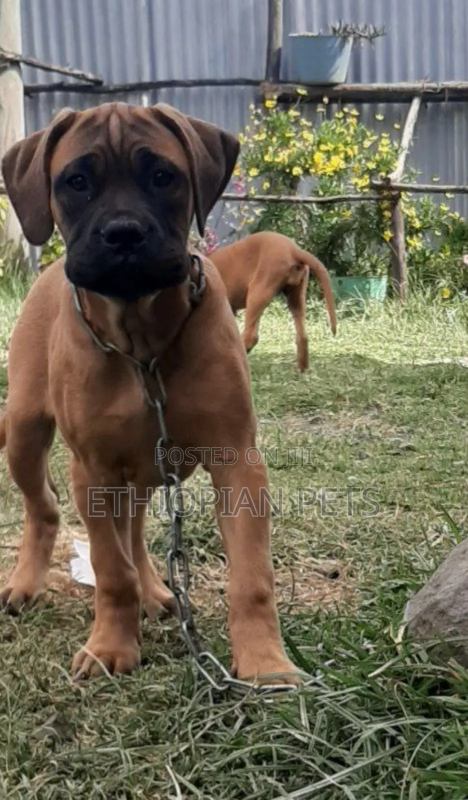 1-3 months Male Purebred Bullmastiff
