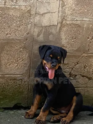 1-3 months Female Purebred Rottweiler