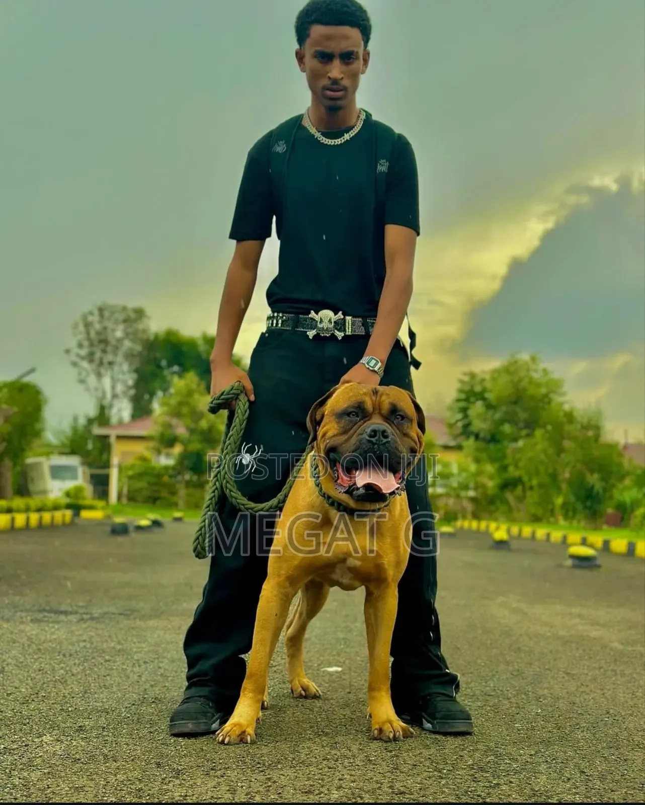 1-3 months Male Purebred Bullmastiff