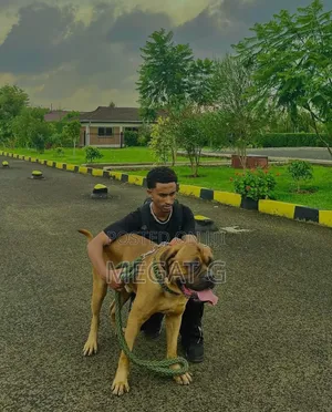 1-3 months Male Purebred Bullmastiff
