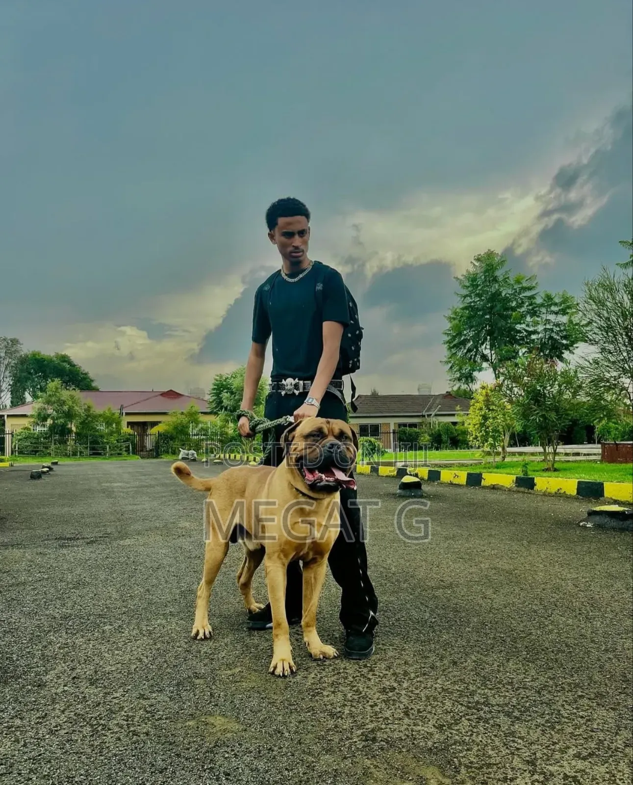 1-3 months Male Purebred Bullmastiff