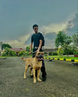 1-3 months Male Purebred Bullmastiff
