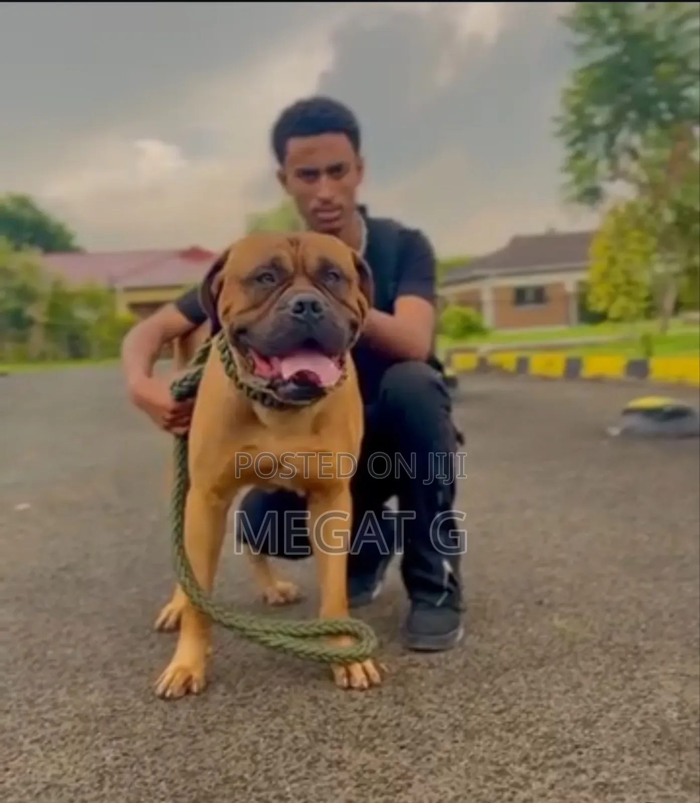 1-3 months Male Purebred Bullmastiff
