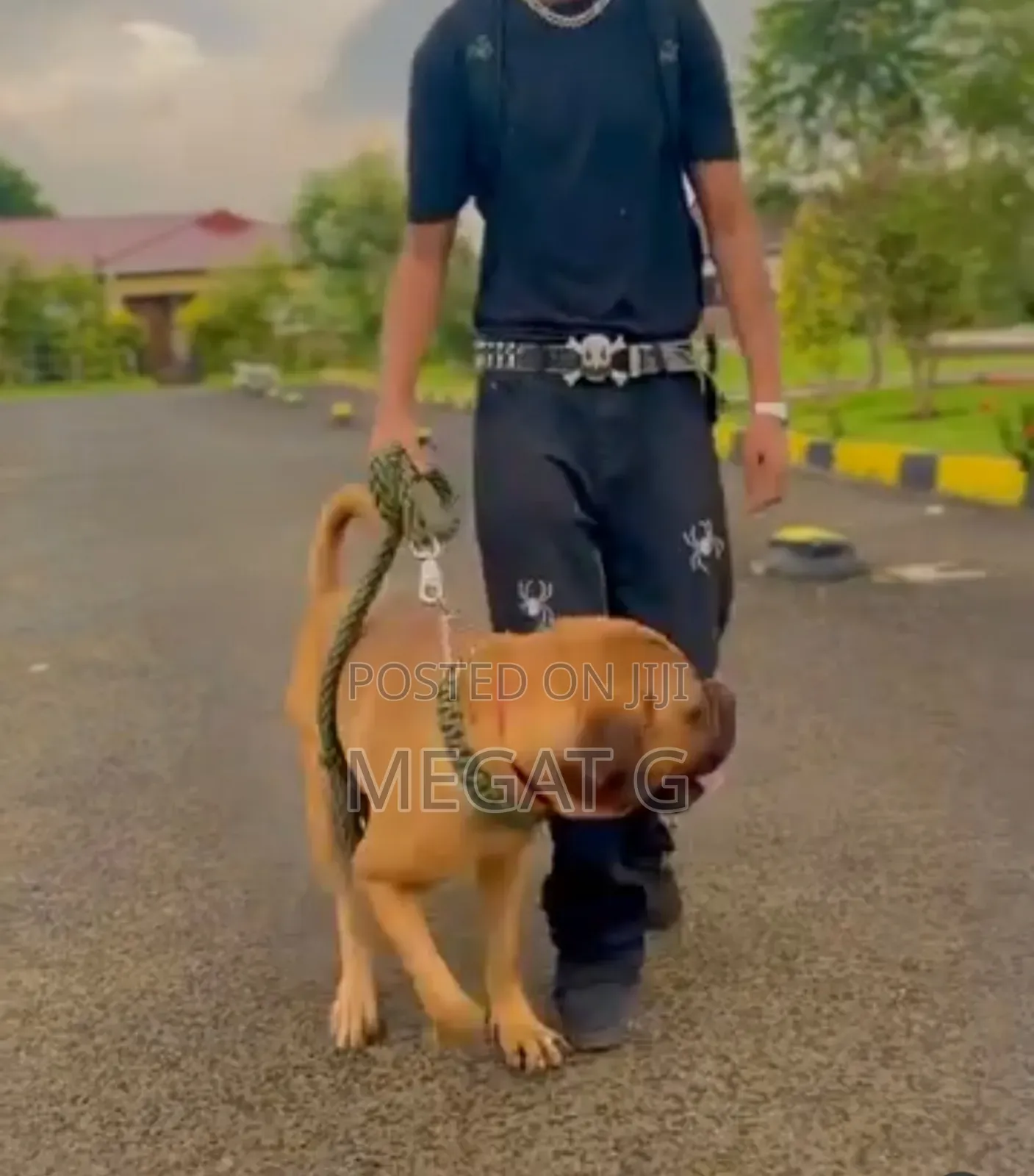 1-3 months Male Purebred Bullmastiff
