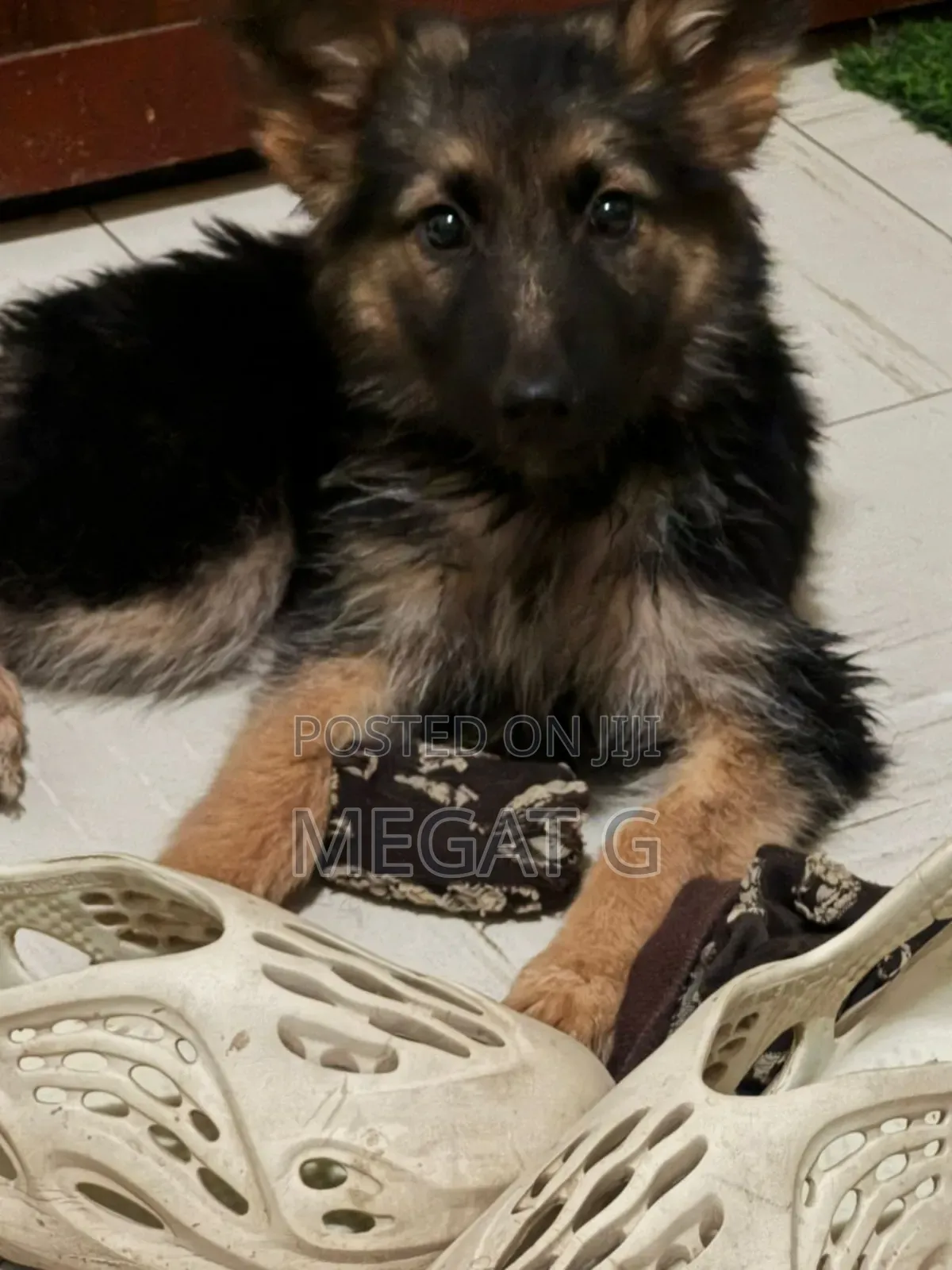 1-3 months Male Purebred German Shepherd