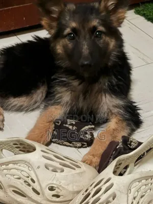1-3 months Male Purebred German Shepherd