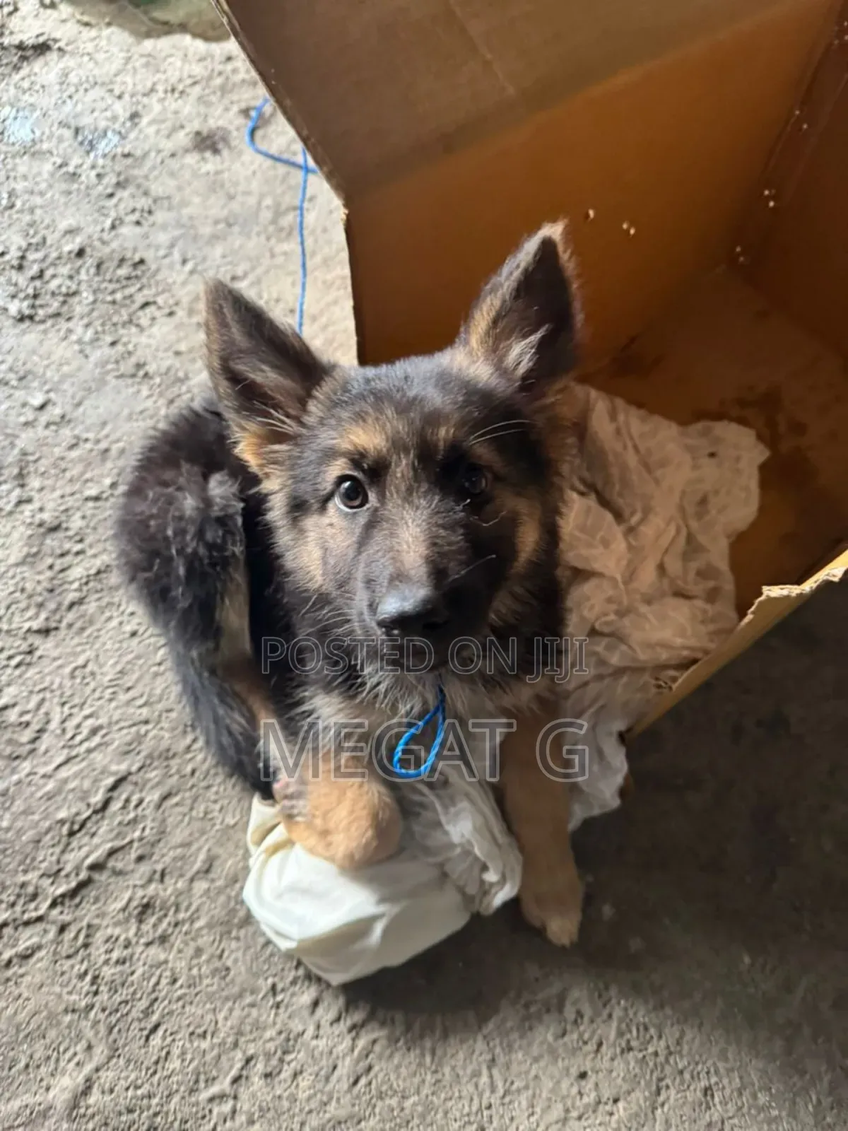 1-3 months Male Purebred German Shepherd