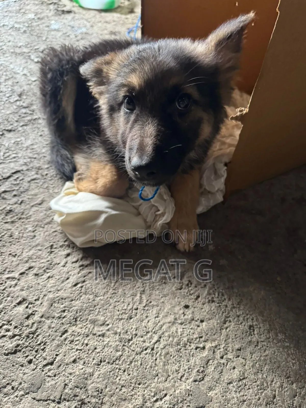1-3 months Male Purebred German Shepherd
