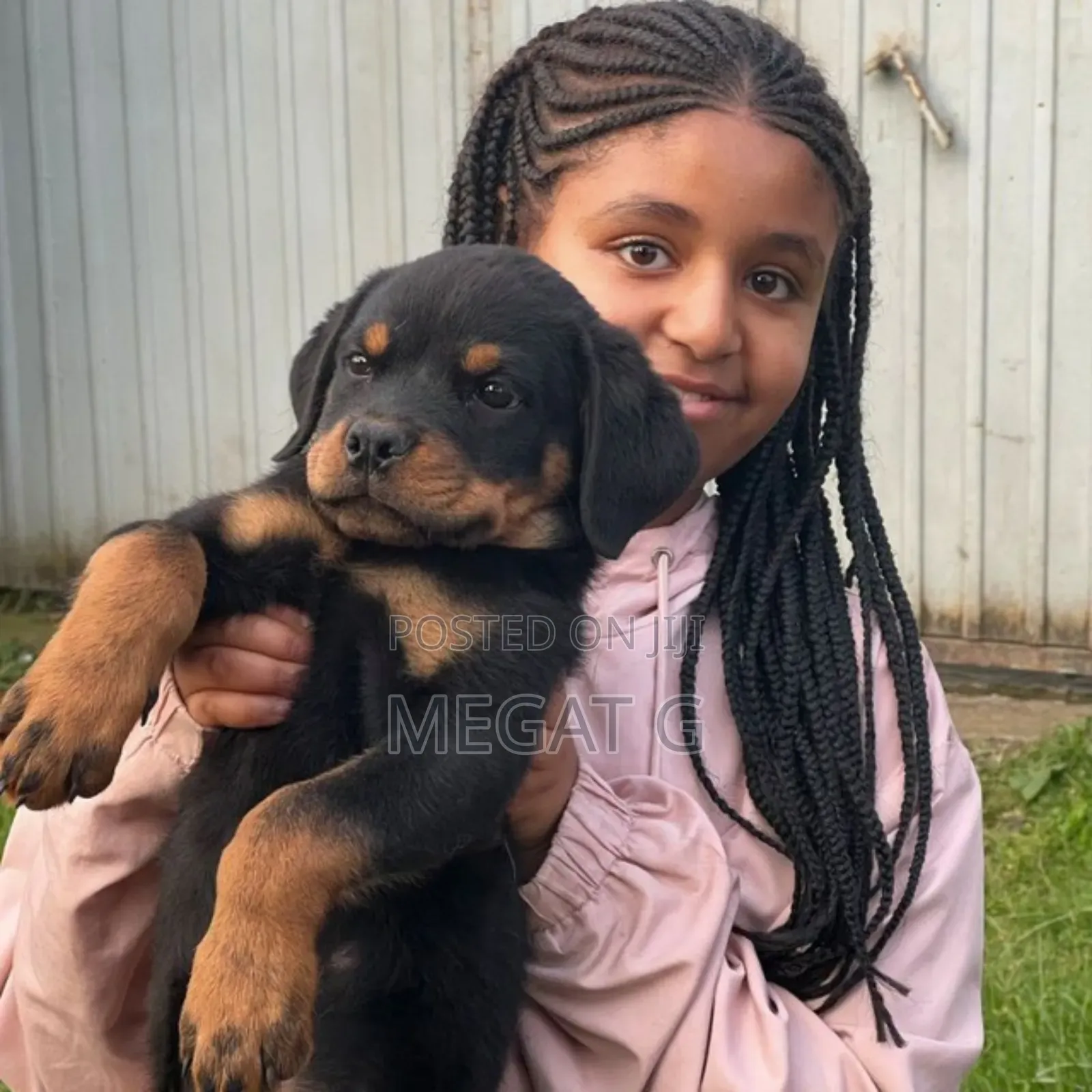 1-3 months Male Purebred Rottweiler