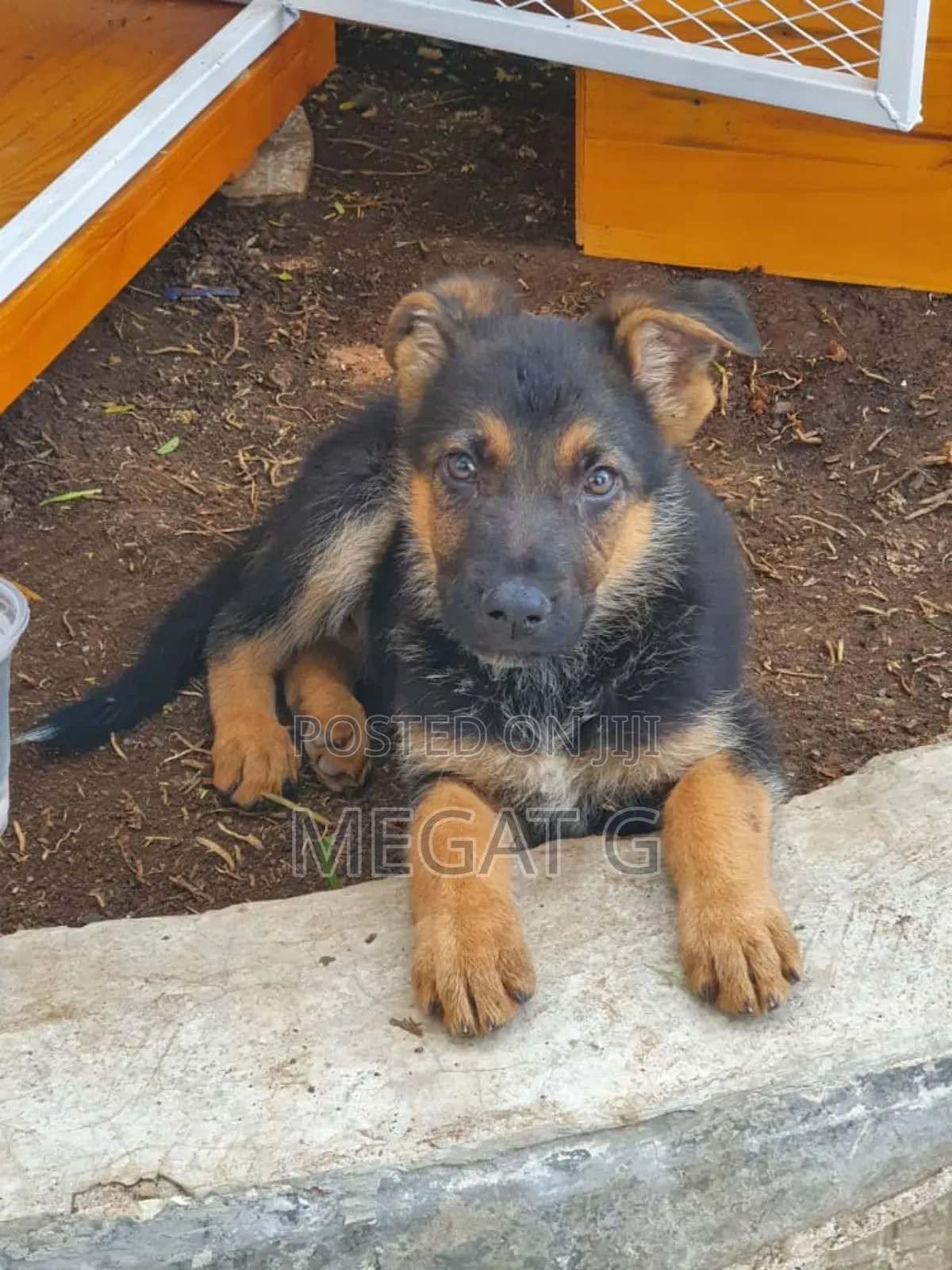 1-3 months Male Purebred German Shepherd