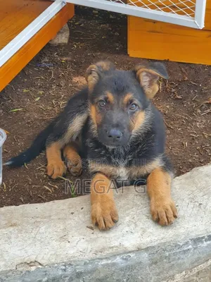 1-3 months Male Purebred German Shepherd