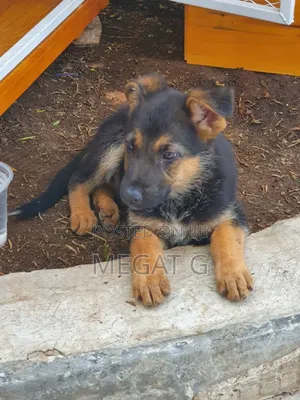 1-3 months Male Purebred German Shepherd
