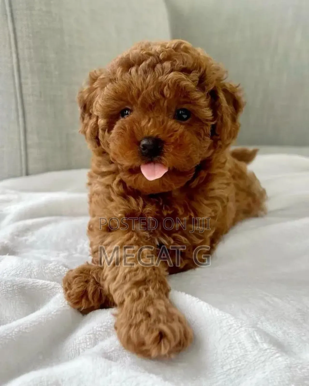 1-3 months Female Purebred Poodle