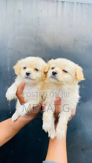 1-3 months Male Purebred Maltese