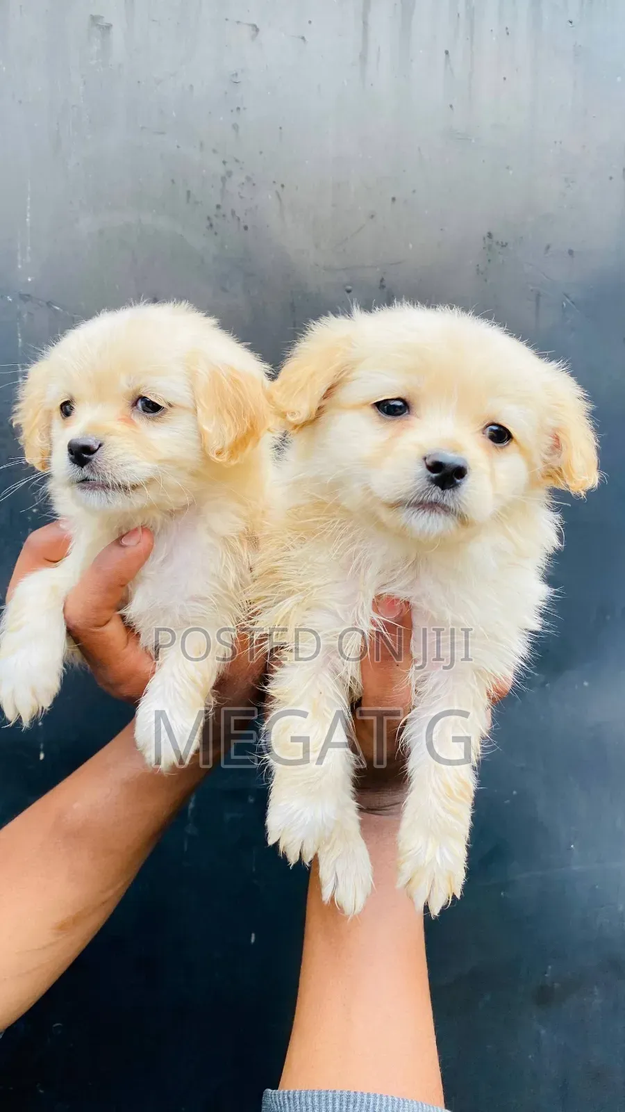 1-3 months Male Purebred Maltese