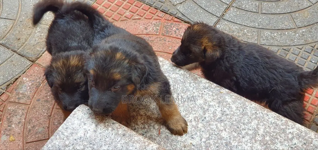 1-3 months Male Purebred German Shepherd