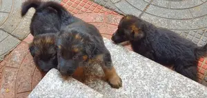1-3 months Male Purebred German Shepherd