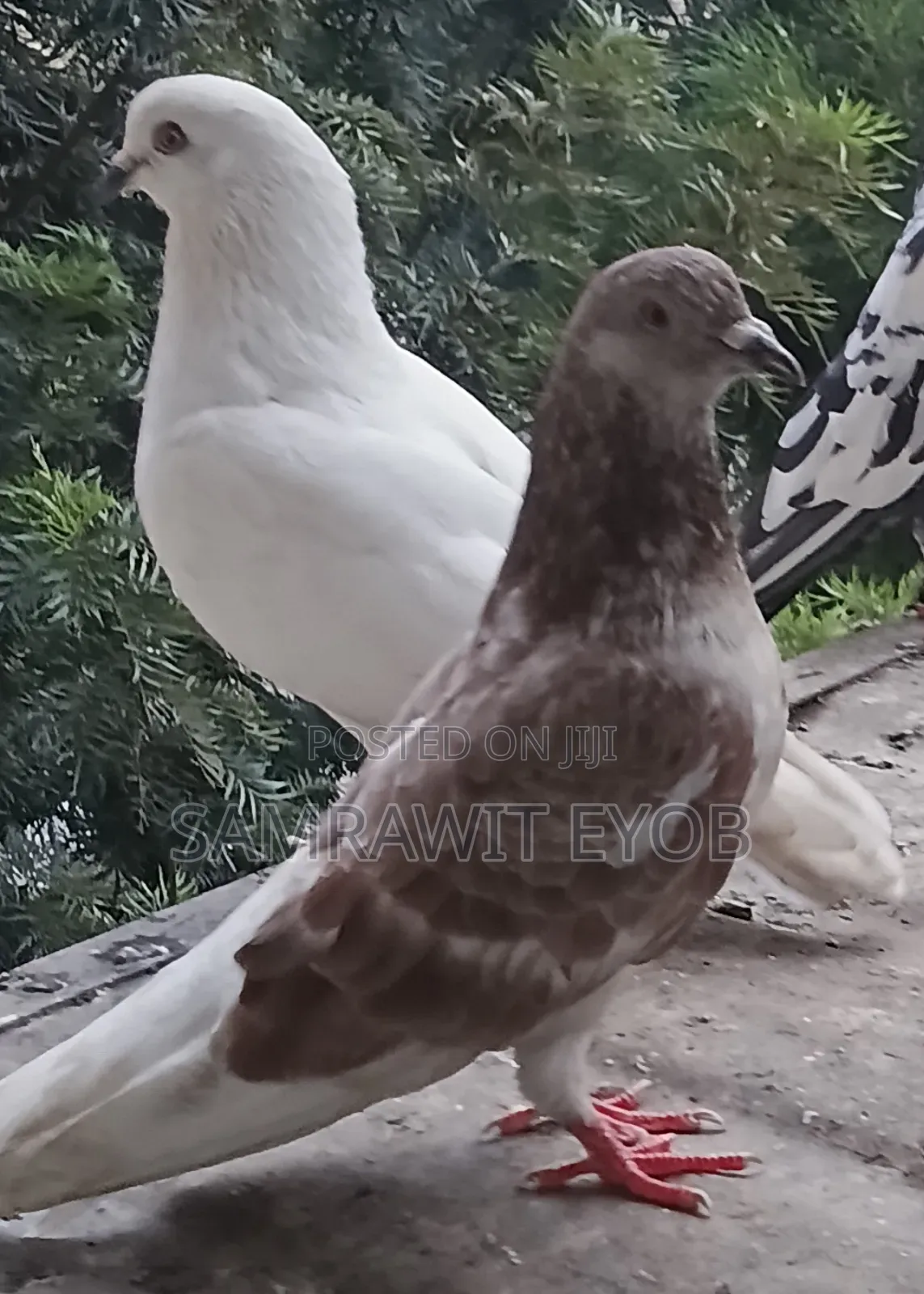 የቤት እርግቦች (Different Colors Male And Female Domestic Pigeons)