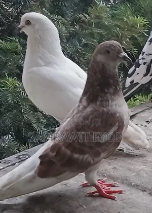 የቤት እርግቦች (Different Colors Male And Female Domestic Pigeons)