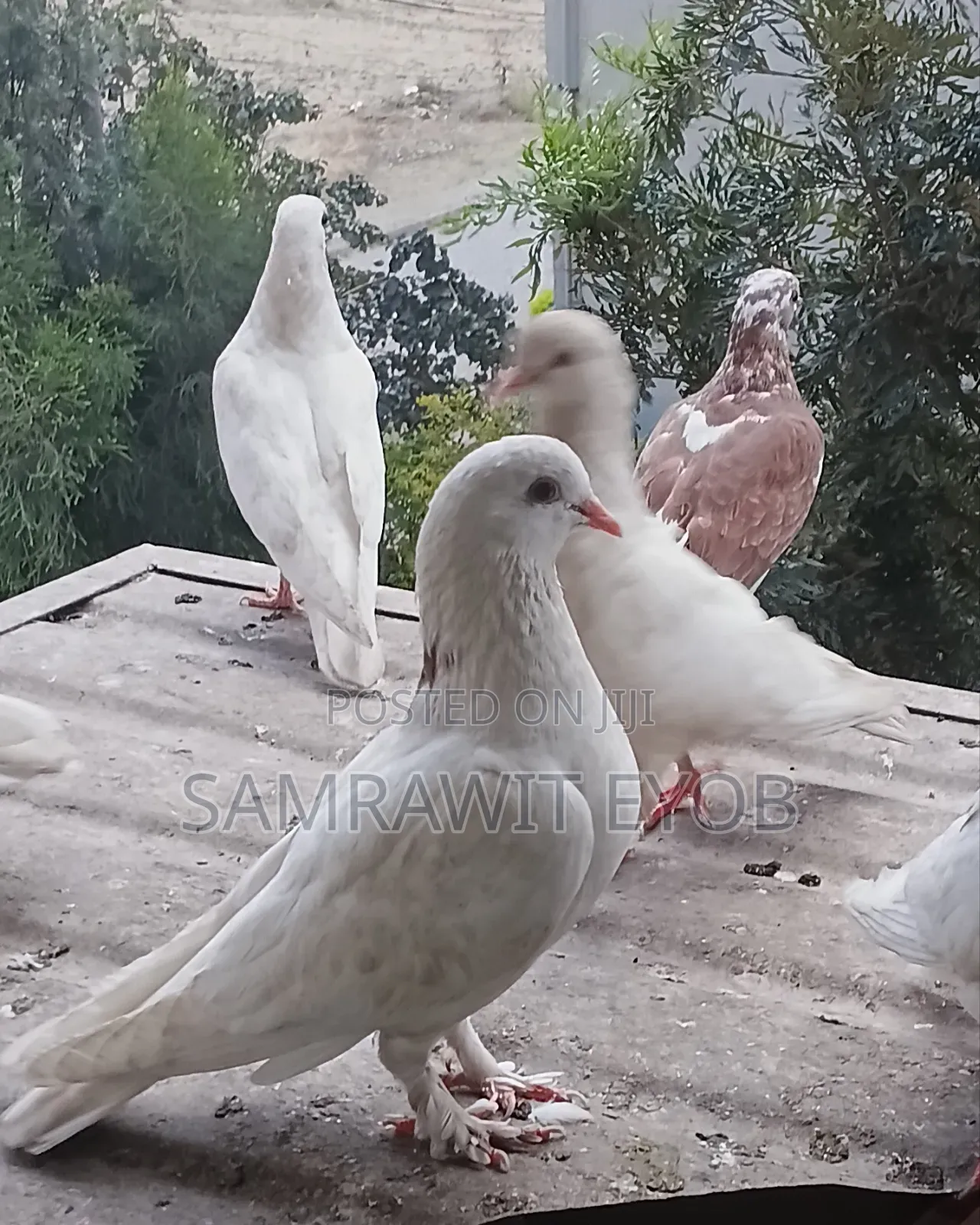 የቤት እርግቦች (Different Colors Male And Female Domestic Pigeons)