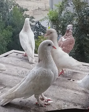 የቤት እርግቦች (Different Colors Male And Female Domestic Pigeons)
