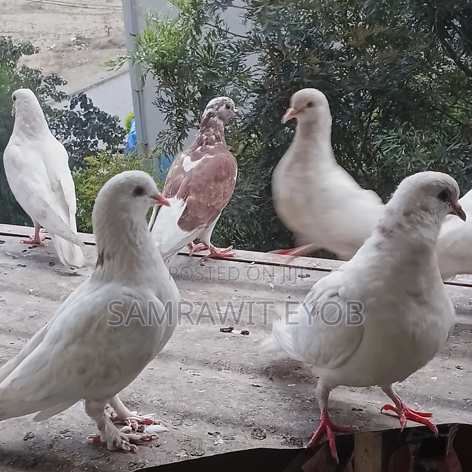 የቤት እርግቦች (Different Colors Male And Female Domestic Pigeons)