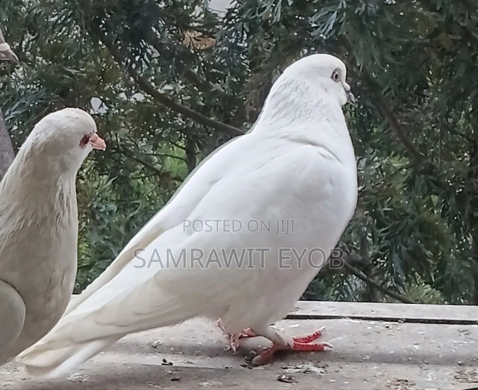 የቤት እርግቦች (Different Colors Male And Female Domestic Pigeons)