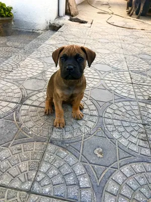 1-3 months Male Purebred Bullmastiff