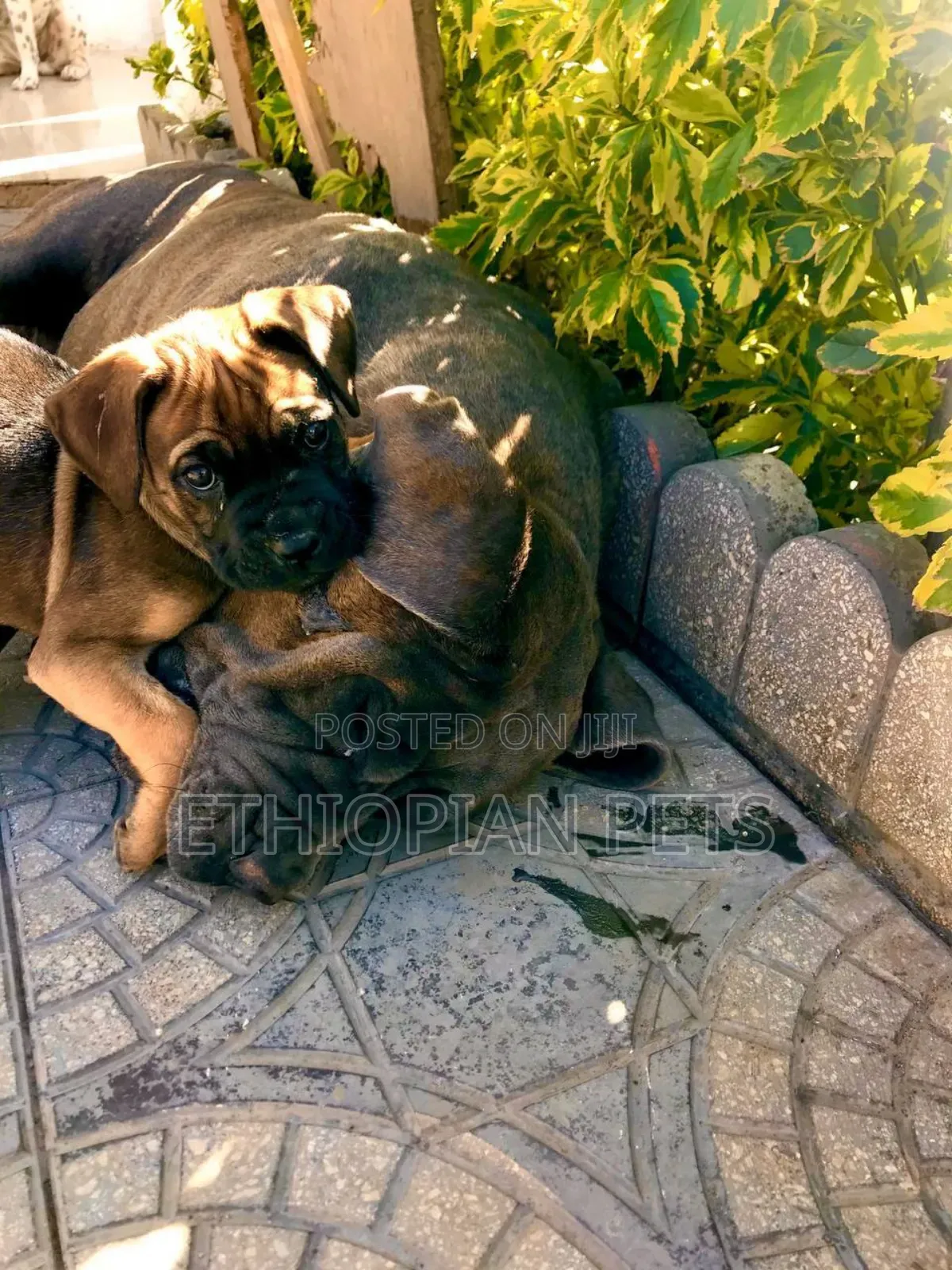 1-3 months Male Purebred Bullmastiff