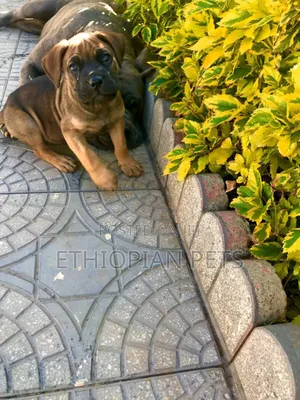 1-3 months Male Purebred Bullmastiff