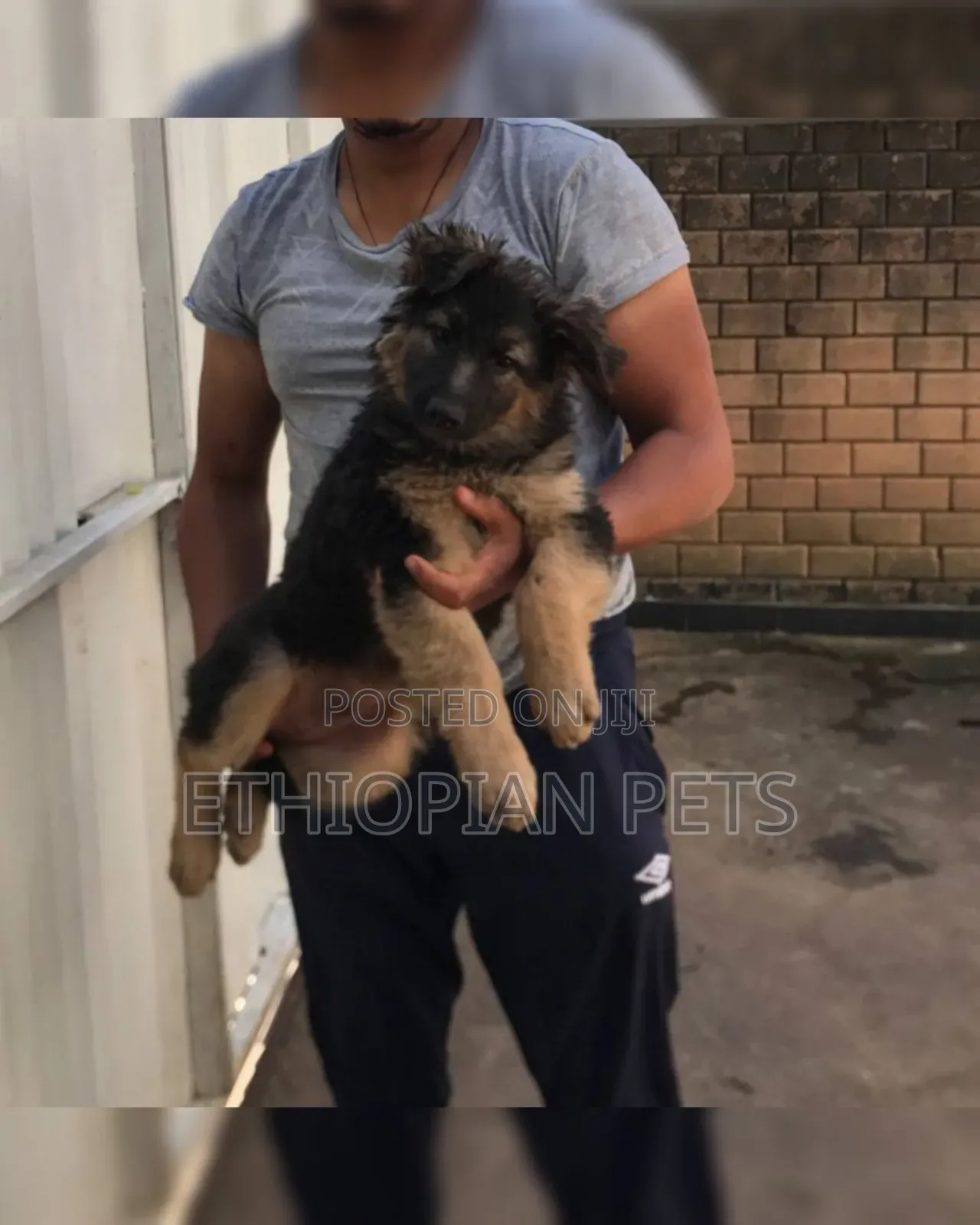 1-3 months Male Purebred German Shepherd