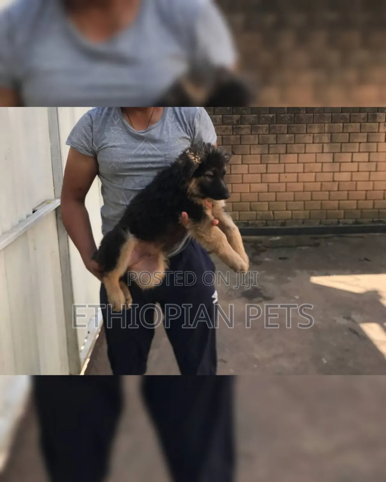 1-3 months Male Purebred German Shepherd