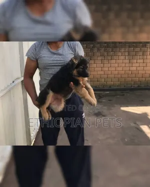 1-3 months Male Purebred German Shepherd