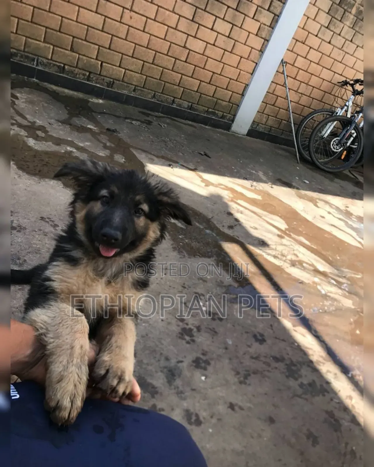 1-3 months Male Purebred German Shepherd
