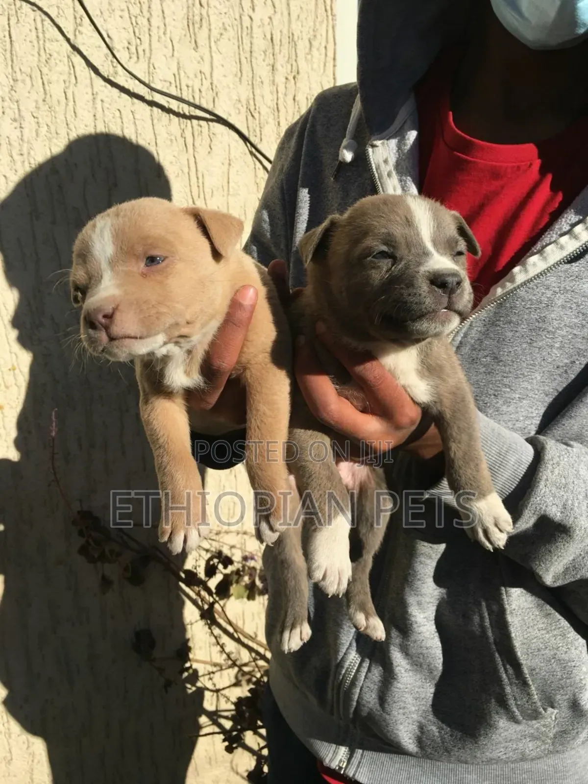 1-3 months Male Purebred American Pit Bull Terrier