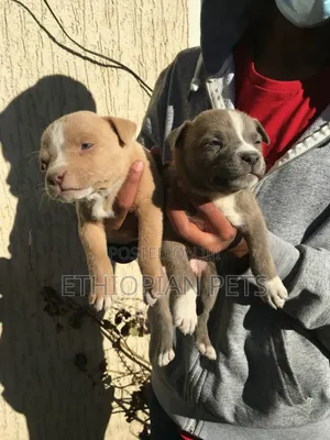 1-3 months Male Purebred American Pit Bull Terrier