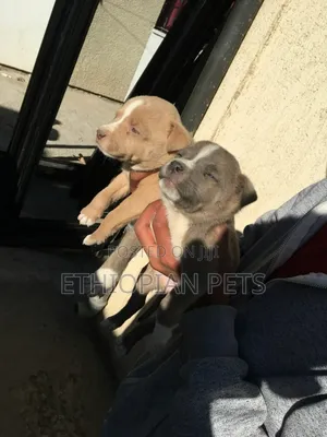 1-3 months Male Purebred American Pit Bull Terrier