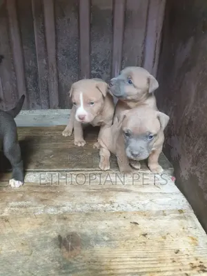 1-3 months Male Purebred American Pit Bull Terrier