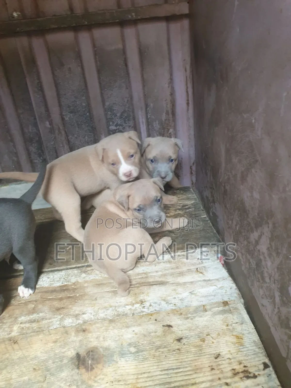1-3 months Male Purebred American Pit Bull Terrier