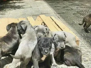 1-3 months Male Purebred American Pit Bull Terrier