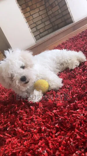 1-3 months Male Purebred Maltese