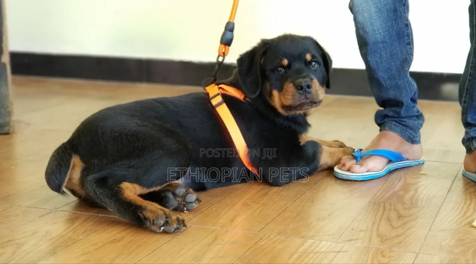 1-3 months Male Purebred Rottweiler