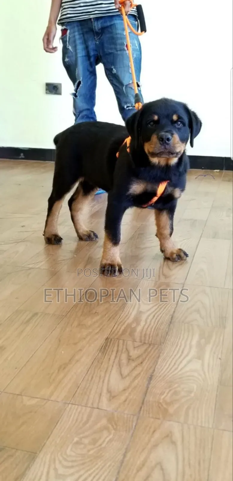 1-3 months Male Purebred Rottweiler