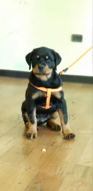 1-3 months Male Purebred Rottweiler